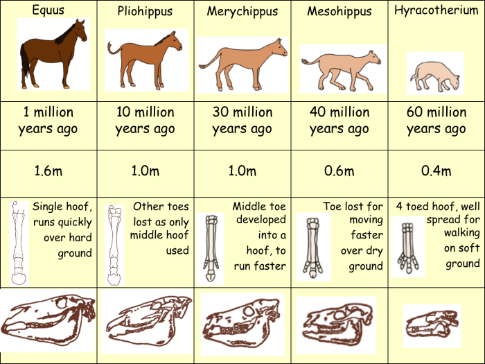 Fossil evidence of evolution worksheet