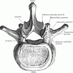 Facet joints thoracic spine anatomy vertebrae face physiology vertebra netter back notes