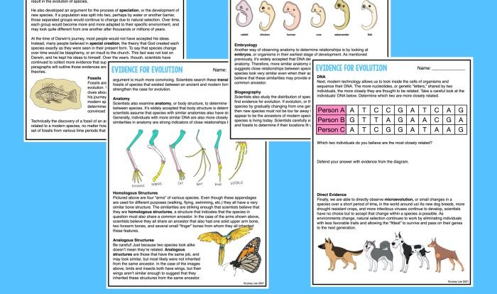 Fossil evidence of evolution worksheet