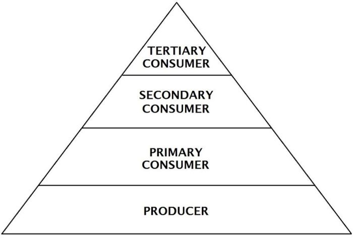 The eco pyramid readworks answer key