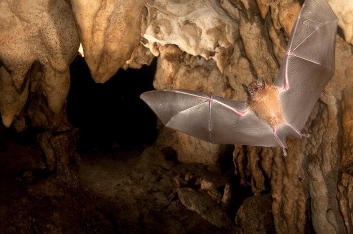 Bats bat flying cbc cave lots myth vampire whole thing even really cool if blind group