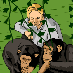 My life with chimpanzees summary