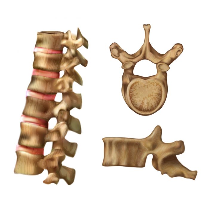 Any of the 12 spinal bones crossword clue