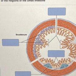 Art-labeling activity: features of the regions of the small intestine